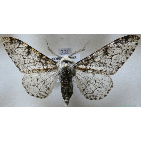 Biston betularia (Linnaeus, 1758) Krępak nabrzozak Czech22f